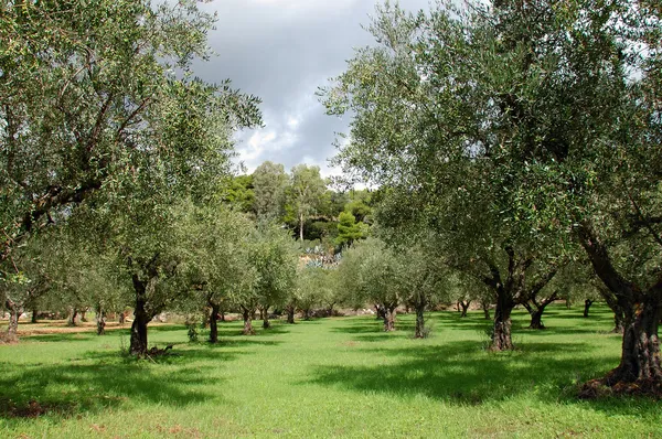 Linhas de oliveiras — Fotografia de Stock