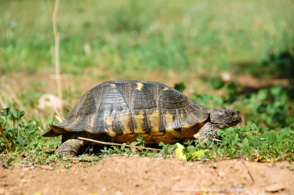 Kleine Waldschildkröte — Stockfoto