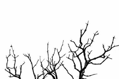 Deciduous tree silhouette clipart