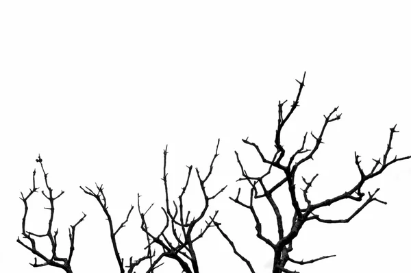 Sílhueta de árvore caduca — Fotografia de Stock