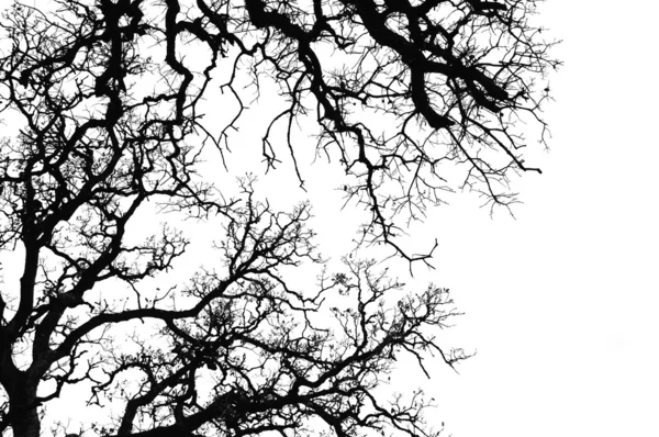 Dubový strom silueta — Stock fotografie