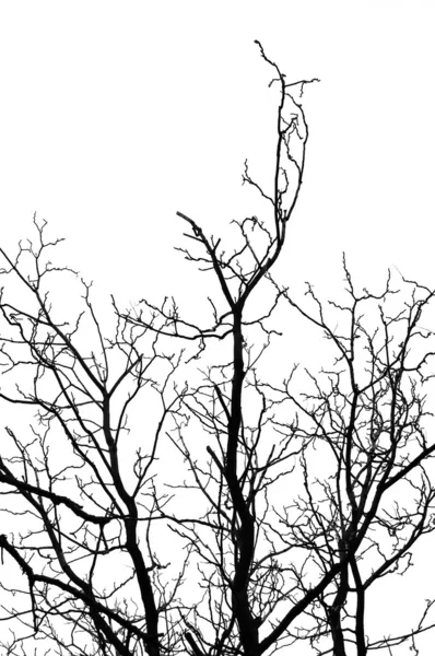 Sílhueta das árvores — Fotografia de Stock