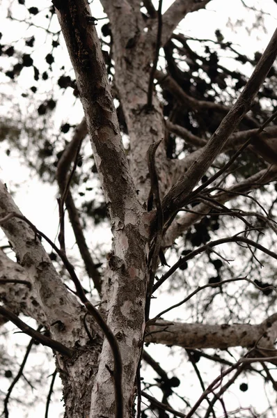 Tronc d'arbre — Photo