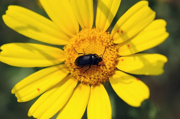 Beetle on flower — Stock Photo, Image