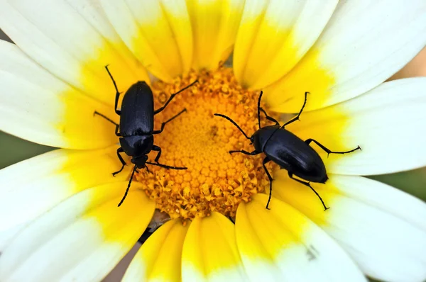 Deux coléoptères — Photo