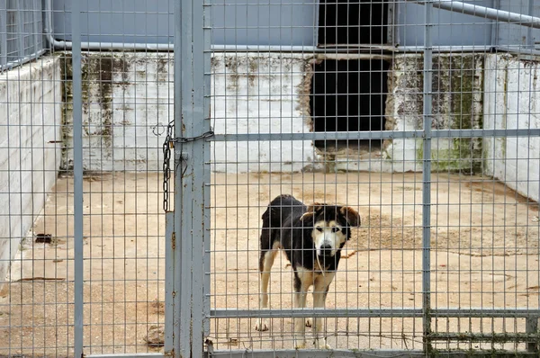 Caged dog — Stok fotoğraf