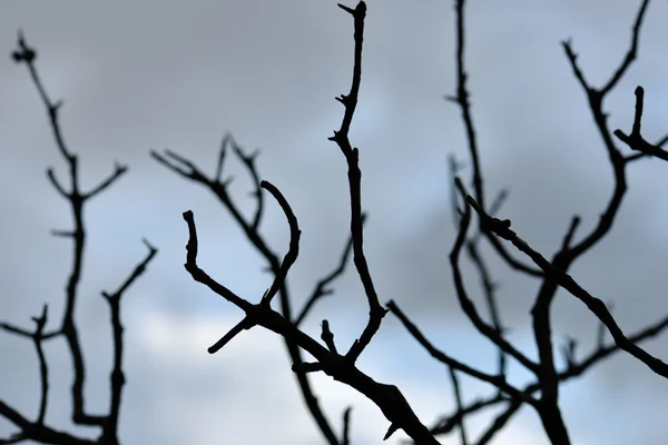 Blaue Zweige — Stockfoto