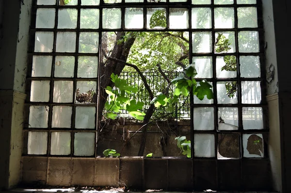Window tree — Stock Photo, Image
