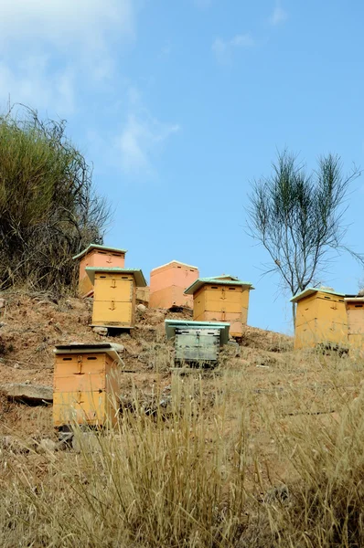 stock image Beehives