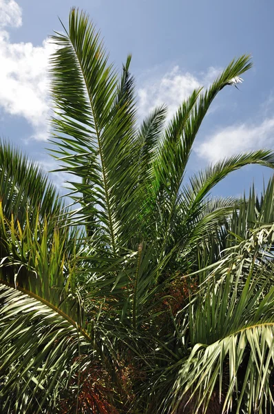 Palmboomtakken — Stockfoto