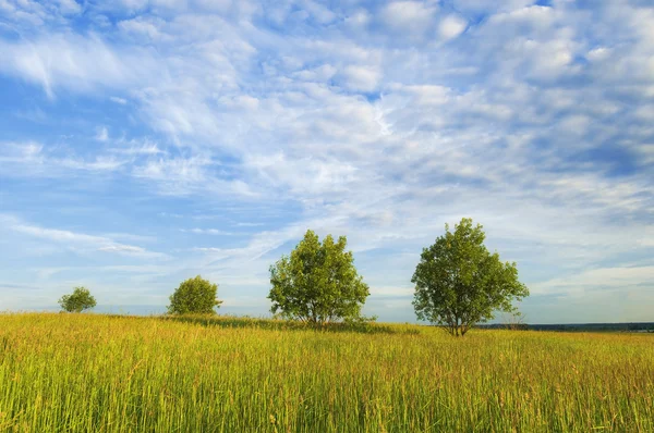 stock image Morning landscape with a grass, trees and the cloudy blue sky