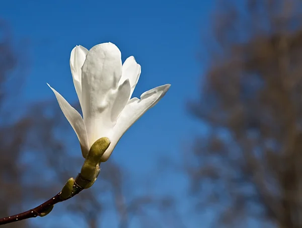 stock image Magnolia