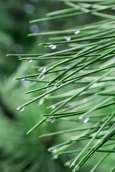 Капли дождя на сосновых иглах — стоковое фото