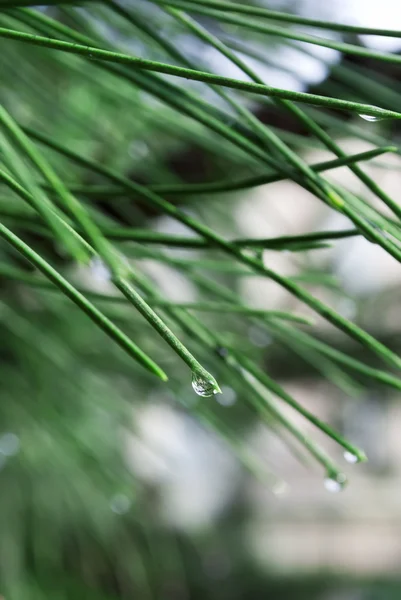 Gotas de lluvia en agujas de pino —  Fotos de Stock