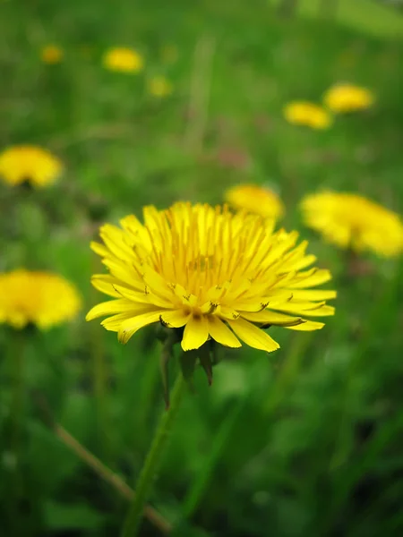 stock image Dandelion closeup