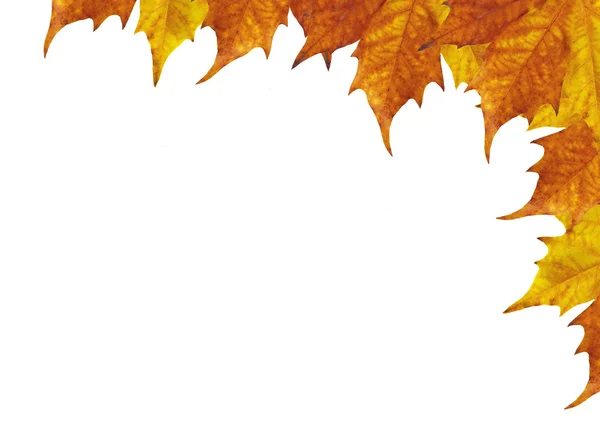 Maple leaves frame — Stock Photo, Image