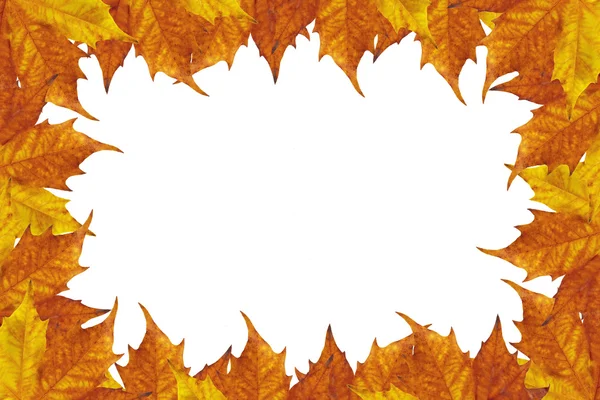 Maple leaves frame — Stock Photo, Image