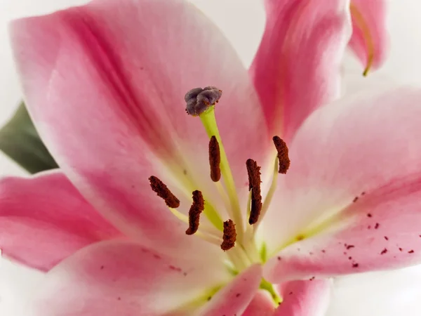Lilia różowa — Zdjęcie stockowe