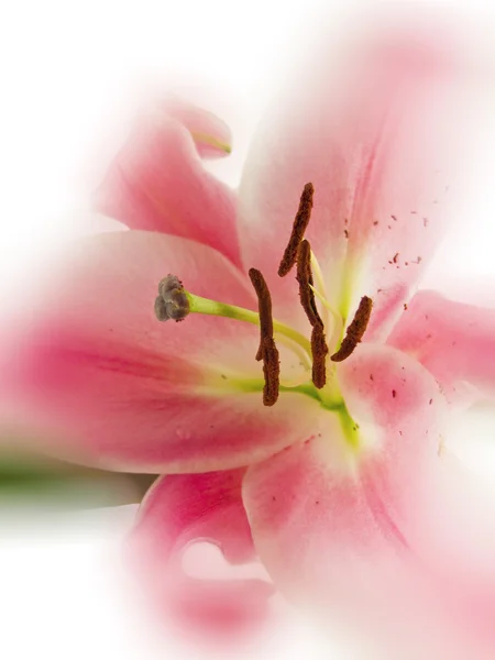 Rózsaszín Lily — Stock Fotó