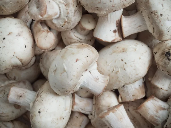 Ciuperci — Fotografie, imagine de stoc