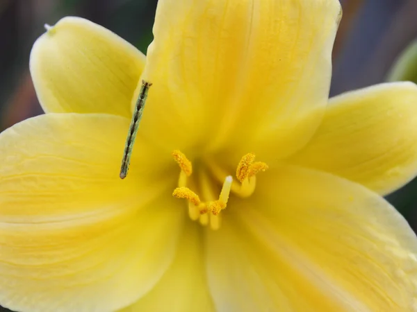 Sarı zambak ve tırtıl — Stok fotoğraf
