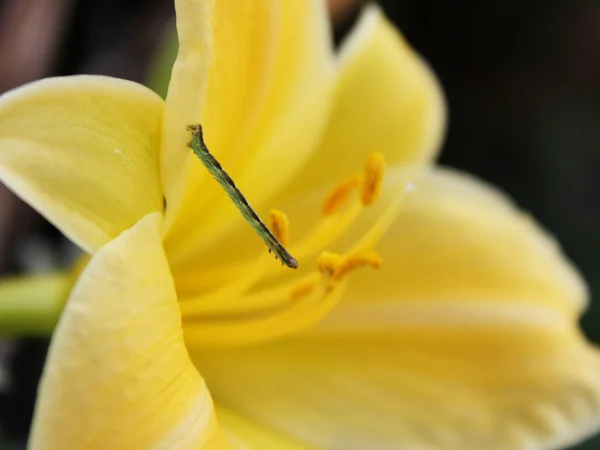 Sarı zambak ve tırtıl — Stok fotoğraf