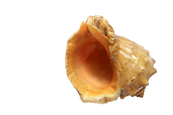 Seashell na bílém pozadí — Stock fotografie