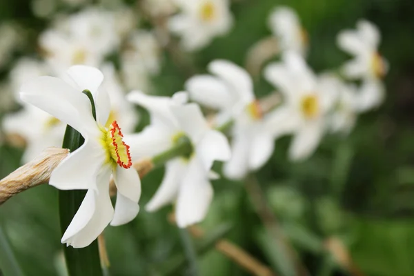 Narcisi bianchi in fiore — Foto Stock
