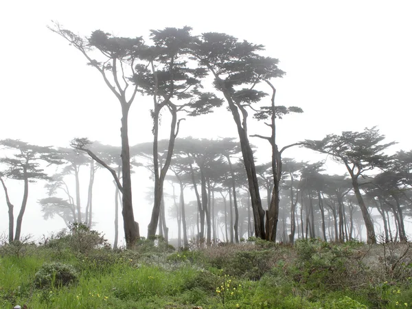 Les arbres dans le brouillard — Photo
