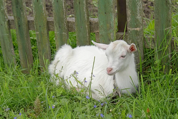 Beyaz goatling