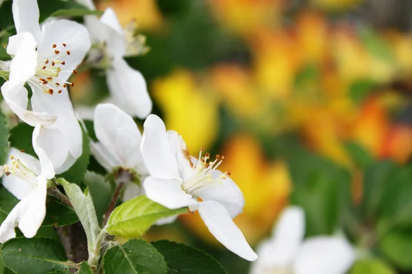 Kukkivat omenapuun kukat — kuvapankkivalokuva