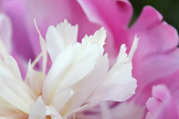 Foto primo piano di peonia rosa — Foto Stock