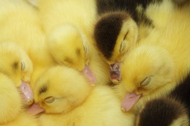 uyku, sarı ve siyah ördek yavrusu