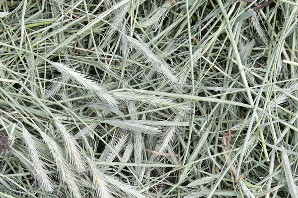 Closeup of grayish hay — Stock Photo, Image
