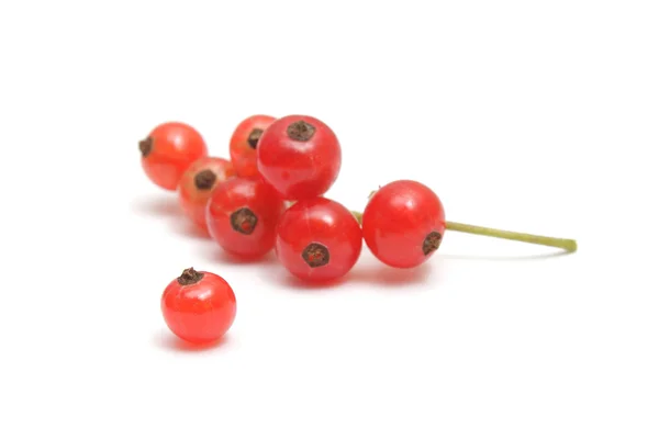 单红醋栗和浆果孤立在白色的群集 — 图库照片