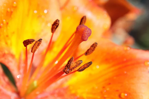 Parlak turuncu lily portre — Stok fotoğraf