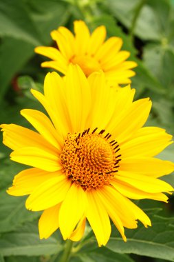 Two yellow arnica flowers clipart
