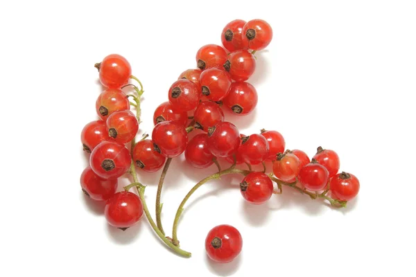 Three clusters of red currant and a single berry isolated on white — Stock Photo, Image