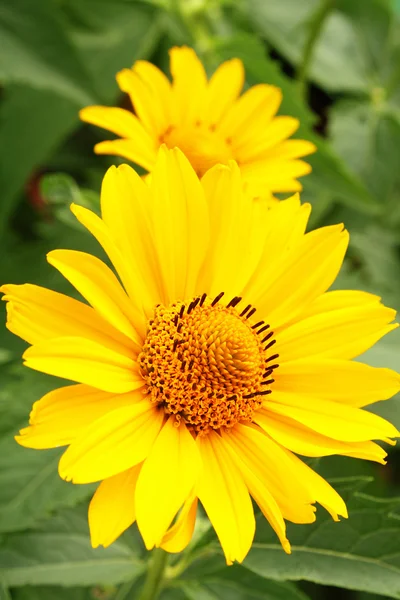 Dos flores de árnica amarilla Fotos de stock