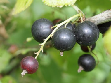 Bahçedeki Siyah frenk üzümü bir küme