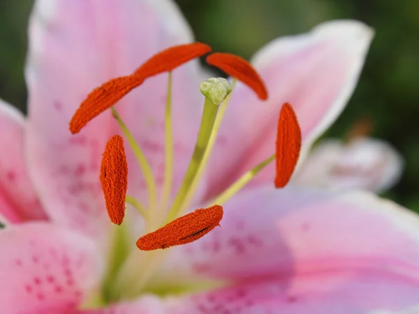 Lírio rosa close up — Fotografia de Stock