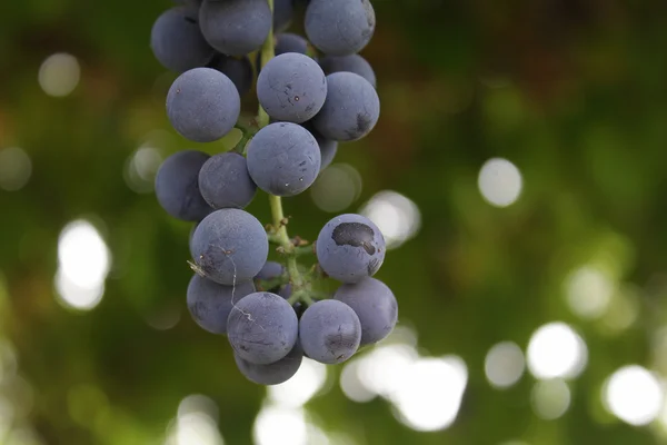 在花园里的蓝色葡萄 — 图库照片