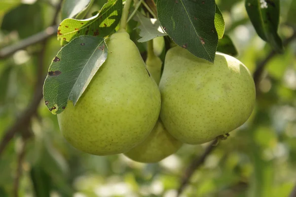 stock image Three ripe pears in the garden