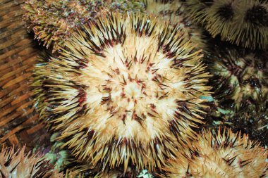 Sea urchins clipart