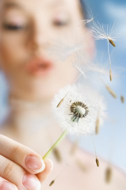 Dandelion in hand clipart