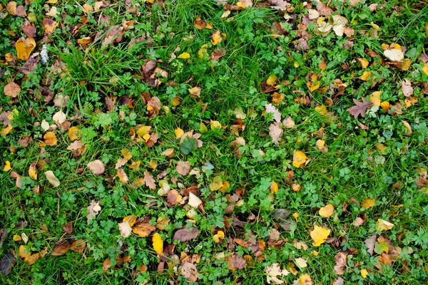 Hierba y hojas. Textura . — Foto de Stock