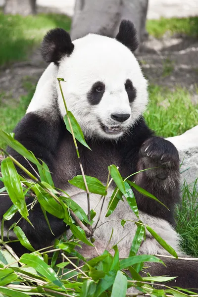 Dev panda Telifsiz Stok Fotoğraflar
