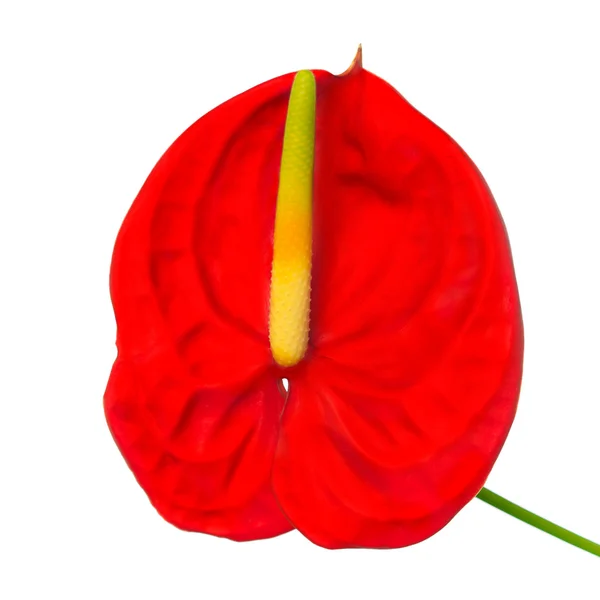 Red Anthurium — Stock Photo, Image
