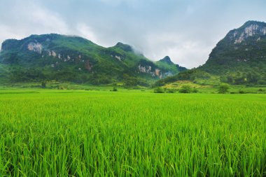 Rice field clipart