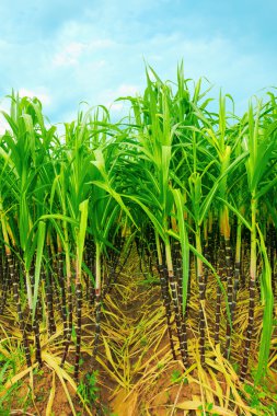 Sugarcane clipart